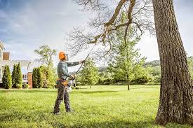 Best Tree Preservation Services  in Rexland Acres, CA