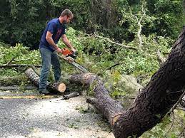 How Our Tree Care Process Works  in  Rexland Acres, CA