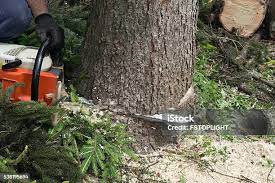 Best Emergency Tree Removal  in Rexland Acres, CA