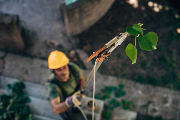 Best Tree Health Inspection  in Rexland Acres, CA