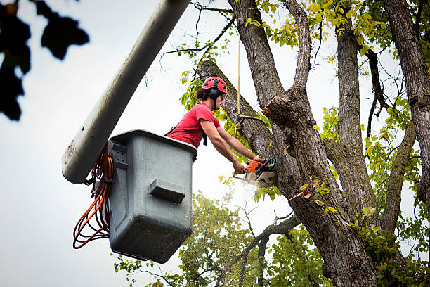 Best Tree Risk Assessment  in Rexland Acres, CA