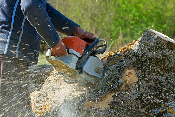 Leaf Removal in Rexland Acres, CA