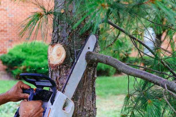 Best Commercial Tree Services  in Rexland Acres, CA
