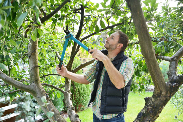 Best Tree Disease Treatment  in Rexland Acres, CA